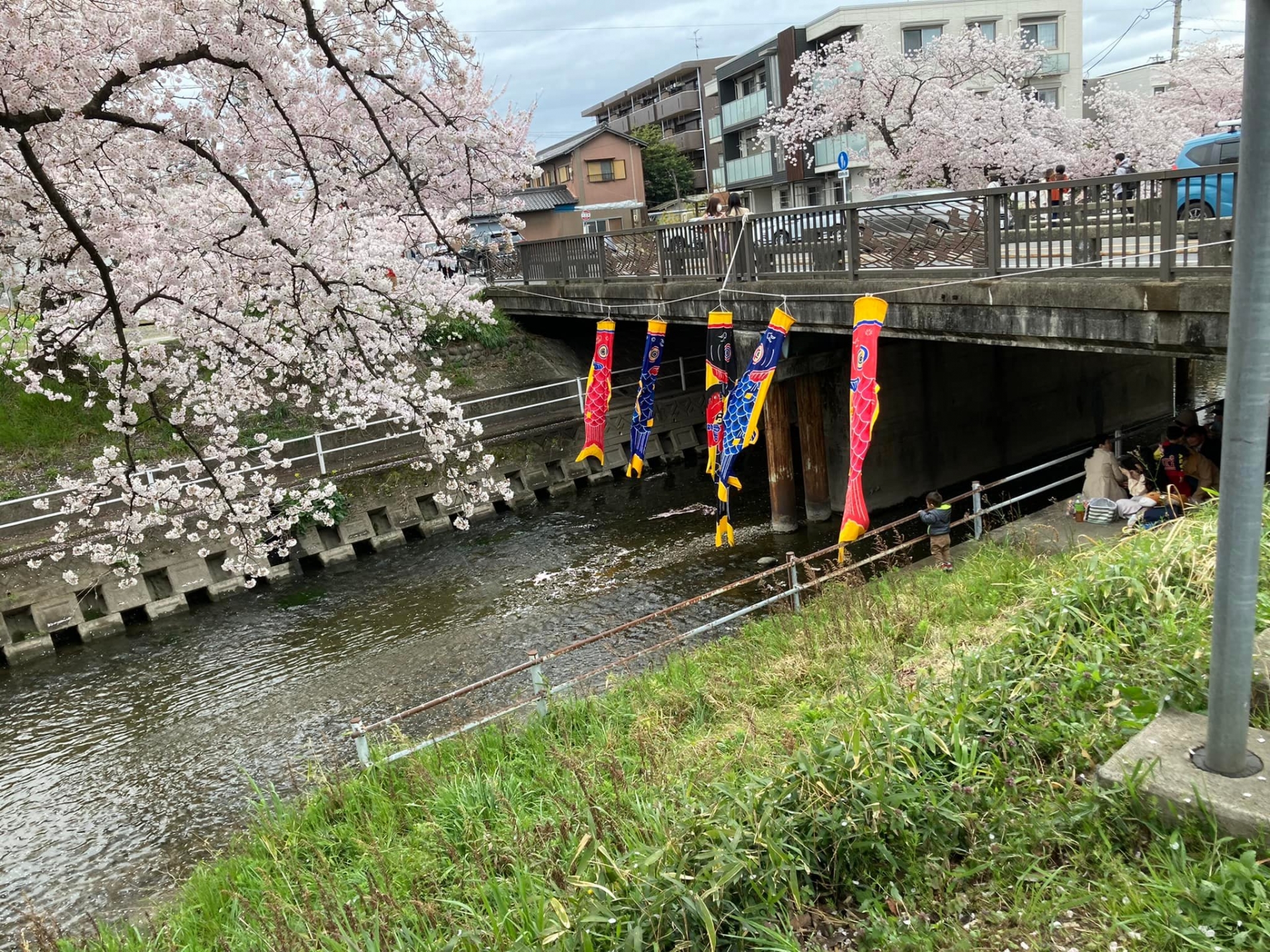 「五条川」桜まつり