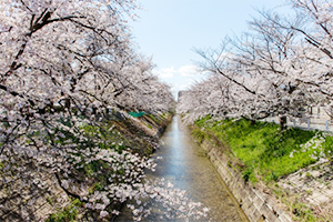 黒川-桜