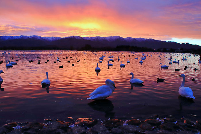 阿賀野市 瓢湖の白鳥