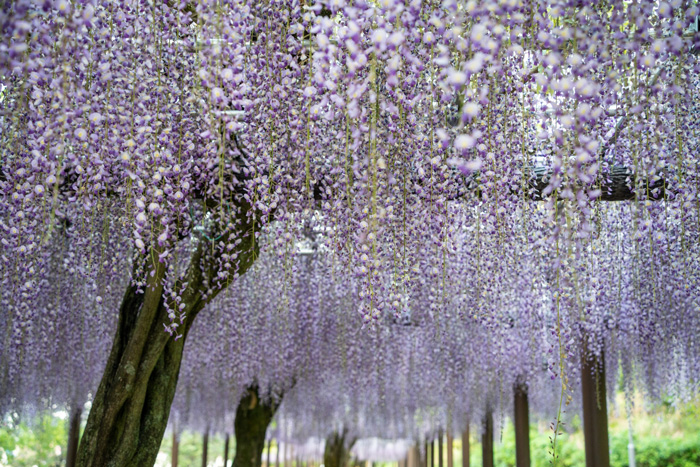 藤枝市  藤の花