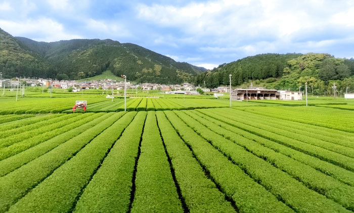 島田市 茶畑