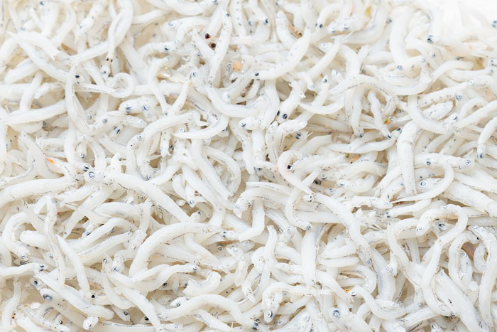 富士市 田子の浦港 生しらす