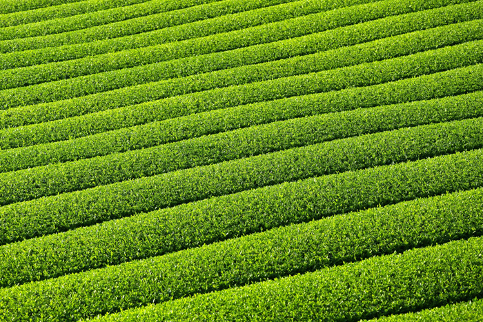菊川市 牧ノ原台地の大茶園